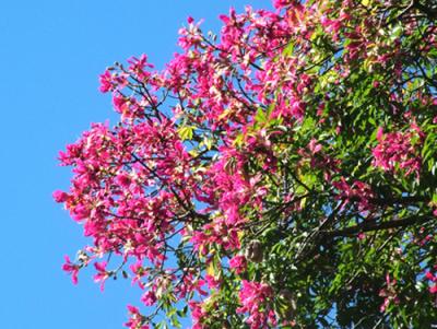 Ceiba speciosa (samohú, palo borracho de flor rosada)